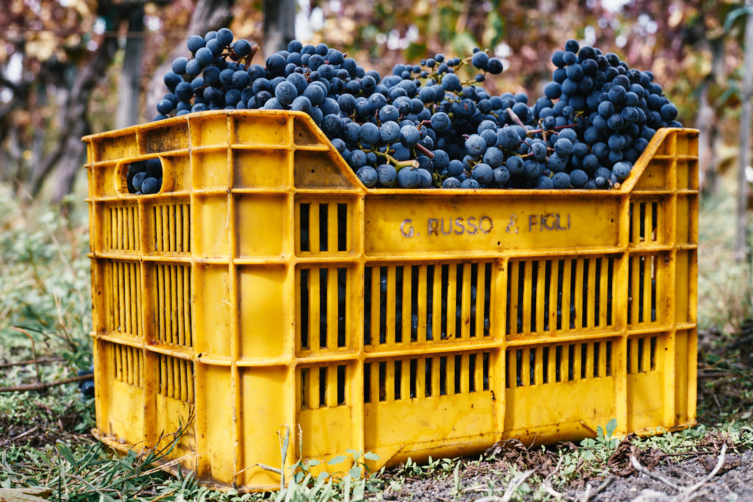 Box with Harvested grapes from Cantina del Vesuvio