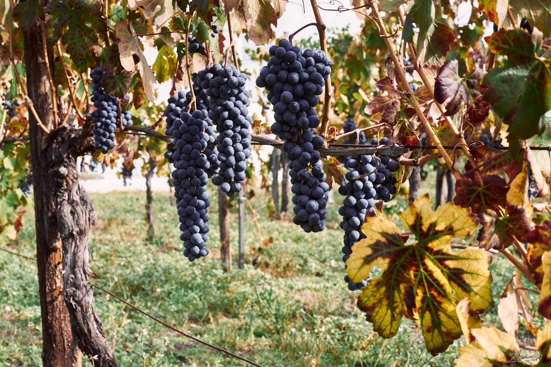 Grapes on the vine at Cantina Del Vesuvio Vineyard
