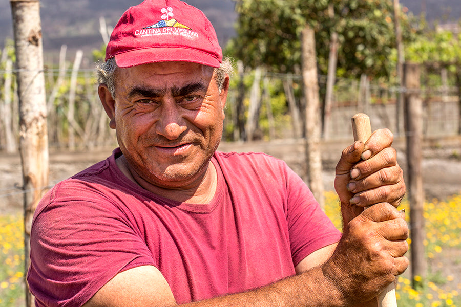 A person working in the Cantina Del Vesuvio Vineyard
