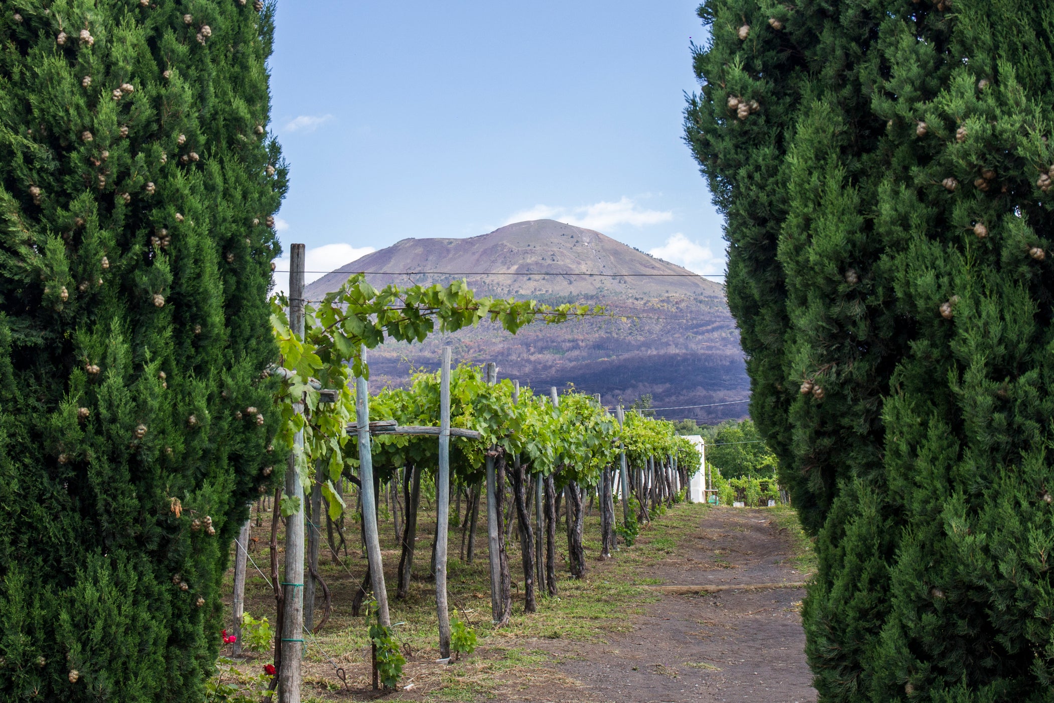Cantina Del Vesuvio Vineyard with Mt Vesuvio in the background