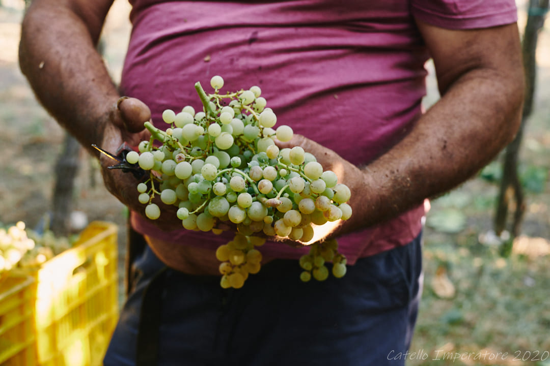 organic vineyards vesuvio-2